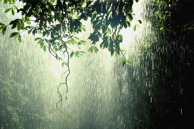 Rain Wallpapers Full HD