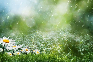 Summer Rain HD Wallpaper, Summer Rain Images, New Wallpapers