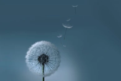 Beautiful Samsung Galaxy S3 Wallpapers   Invitation Templates