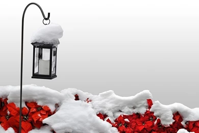 Snowy Winter Backgrounds