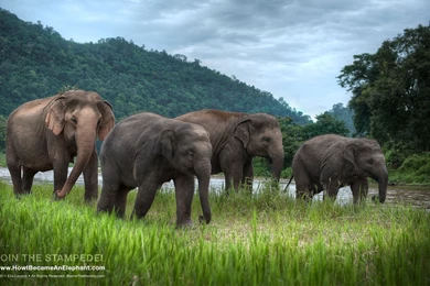 Free Elephant Desktop Wallpapers Or Backgrounds   Afternoon Stroll ...