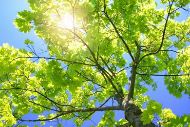 Wallpapers For Laptop Backgrounds