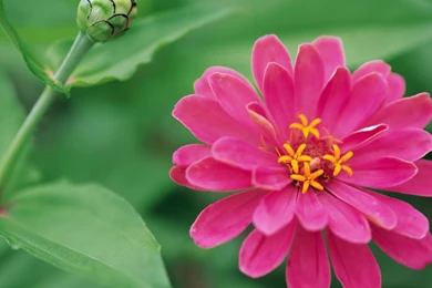 Roaring lion photo wallpapers