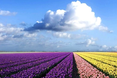 Laptop Wallpapers Free Download_hd Wallpaper_download Free Wallpapers