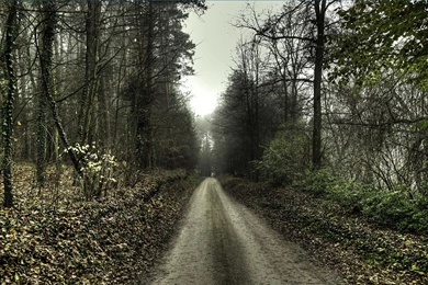 Haunted forest scary road.jpg
