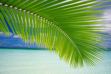 Palm Wallpapers   5581