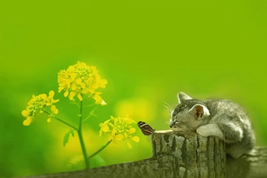 Cute Wallpapers Cat Wallpaper Backgrounds Backgrounds 1920x1080 ...