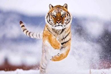 Wild Animal Wallpapers