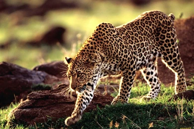 Simple World Wallpaper: Animal Wallpapers For Desktop Free