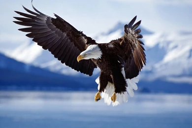 Animals background 10.jpg