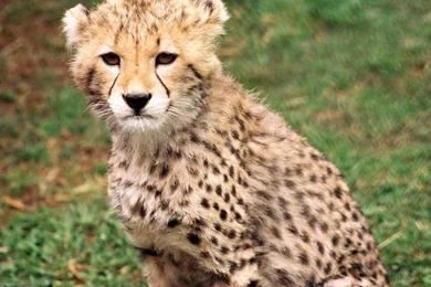 Leopard Wallpapers   Crazy Frankenstein