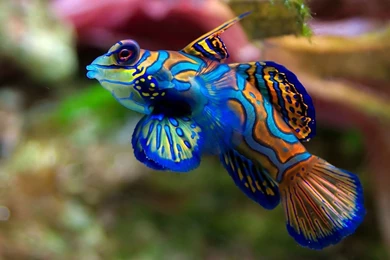 Animals Wallpapers Free Download_animal Wallpapers_download Free ...