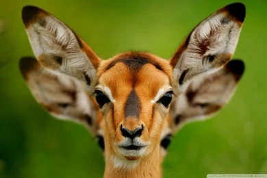 Wild Animals HD Desktop Wallpapers : High Definition : Fullscreen ...