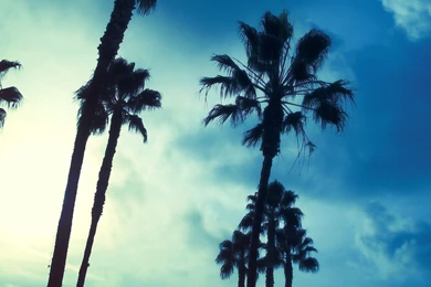 Palm Tree Wallpapers
