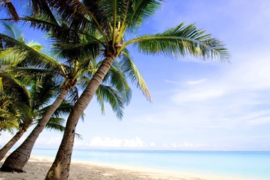 Palm Trees Wallpapers   Beach Wallpapers