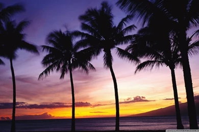 Palm Trees, Sunset HD Desktop Wallpapers : Widescreen : High ...