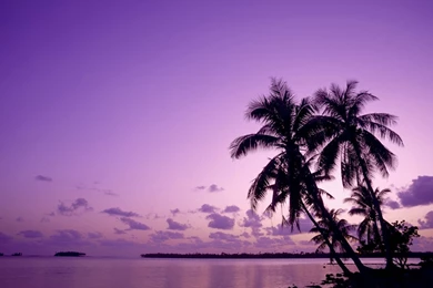 Purple Tree Wallpapers