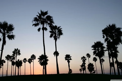 Palm Trees Silhouette HD Desktop Wallpapers : Widescreen : High ...
