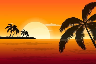 Palm Tree Wallpapers Widescreen Resolution