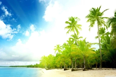 Palm Trees Beach HD Desktop Wallpapers : High Definition ...