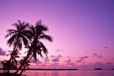 Beach Surfboards Palm Trees Wallpapers