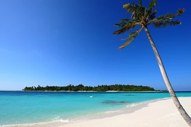 Full HD 1080p Palm Trees Wallpapers HD, Desktop Backgrounds 1920x1080