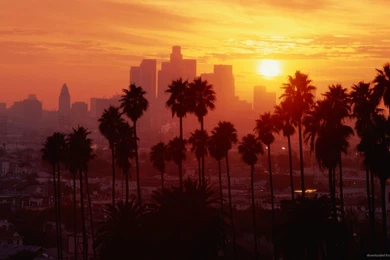 HD Quality Palm Tree Wallpapers Widescreen   SiWallpapers 25349