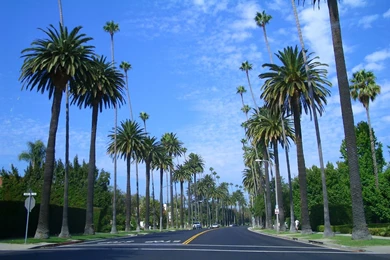 Hipster Palm Tree Wallpaper, Wallpaper, Hipster Palm Tree ...