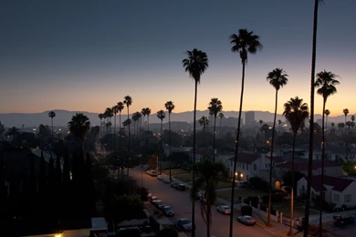 Los angeles palm trees.jpg