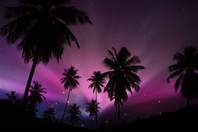 Purple Tree Wallpapers