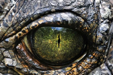 Android Wallpaper: Walking With Dinosaurs