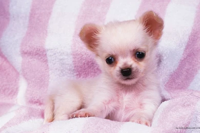 1680*1050 Lovely Puppy Wallpapers / Lovely Puppies Photos ...