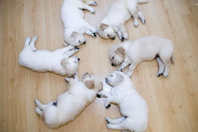 Puppies Wallpapers High Quality