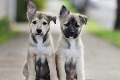 Cute Wallpapers Cute Puppies Wallpapers Puppy Wallpapers Wallpapers ...