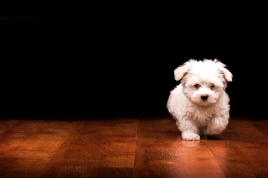 Puppy Wallpapers