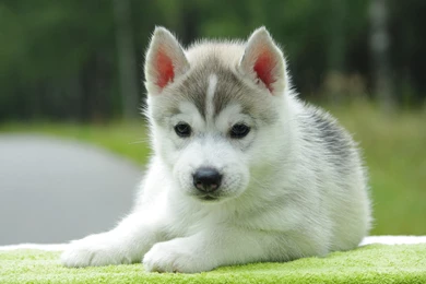 Cute Husky Puppies Wallpapers   Wallpaper.