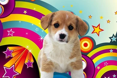 Best Hd Wallpapers For Ipad: Puppies Wallpapers Download