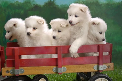Puppies dogs images wallpaper.jpg