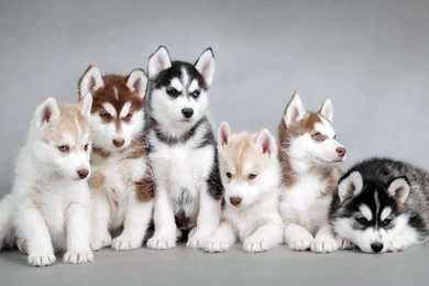 Snow Siberian Husky Puppies Wallpapers Hd
