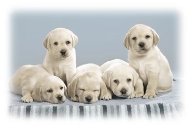 Hd cute puppy wallpaper free download.jpg