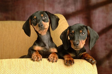 Dachshund Puppies Wallpapers   Animal Wallpapers