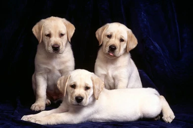 65 High Resolution Wallpapers Of Cute Dogs   Wallpapers   RecipeApart