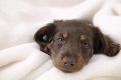 Miniature Dachshund Puppies Wallpapers   Puppy Miniature Dachshund ...