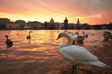 Swan Picture    Prague Wallpapers    National Geographic Photo Of ...