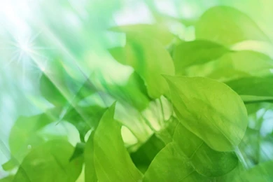 Leaves Tablet Wallpapers 10