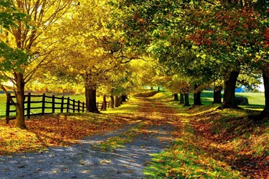 Popular Wallpaper Backgrounds Free Downloads