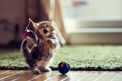 Playing Kitten Wallpapers   Animal Wallpapers