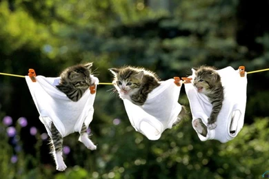 Download Wallpapers Kittens In Underwear On Clothesline (1280 X 800 ...