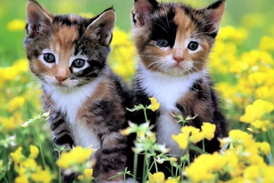 Homepage Cat Two Cute Kittens Wallpapers   PowerballForLife