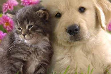 Kittenwallpapers Orgpuppy And Kitten Wallpapers   PowerballForLife